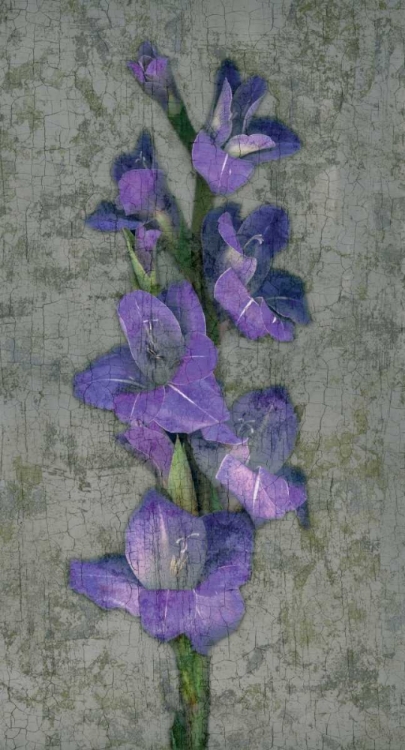 Picture of PURPLE GLADIOLA