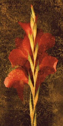 Picture of GLADIOLA