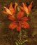 Picture of RED LILIES