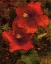 Picture of HIBISCUS II