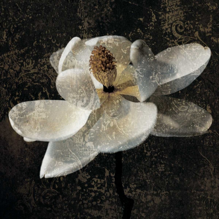 Picture of MAGNOLIA II