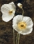 Picture of POPPIES I