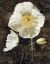 Picture of POPPIES II