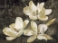 Picture of THE MAGNOLIA TREE