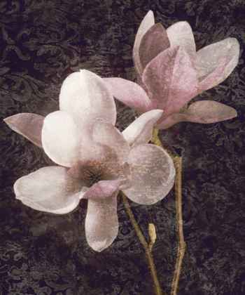 Picture of PINK MAGNOLIAS I