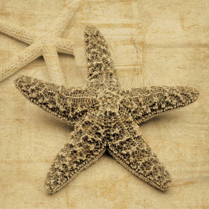 Picture of STARFISH