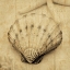 Picture of SCALLOP