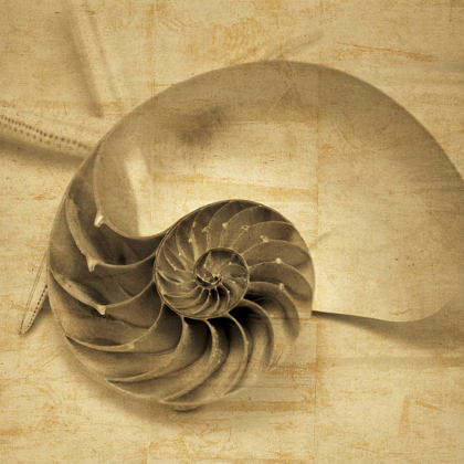 Picture of CHAMBERED NAUTILUS