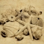 Picture of THE COLLECTION II