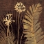 Picture of SANUR II