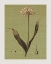 Picture of BOTANICA VERDE III