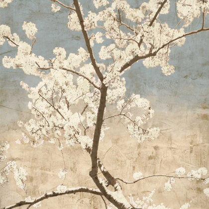 Picture of CHERRY BLOSSOMS I