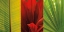 Picture of TROPICAL TREASURE II