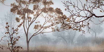 Picture of EARLY MORNING MIST II