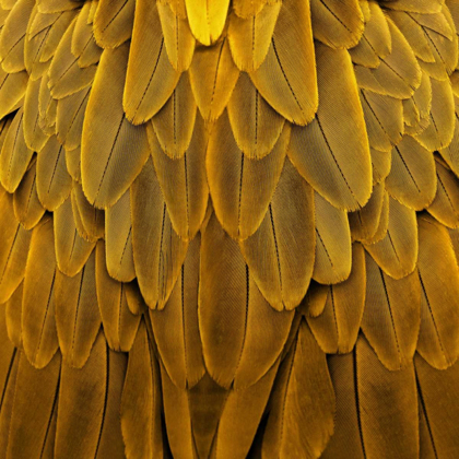 Picture of FEATHERED FRIEND - GOLDEN