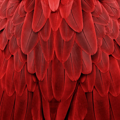 Picture of FEATHERED FRIEND - RED