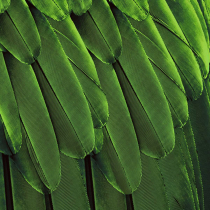 Picture of FEATHERED FRIEND - GREEN
