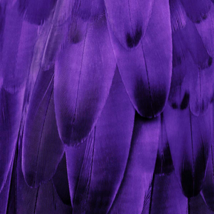 Picture of FEATHERED FRIEND - PURPLE