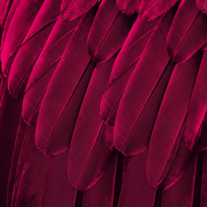 Picture of FEATHERED FRIEND - MAGENTA