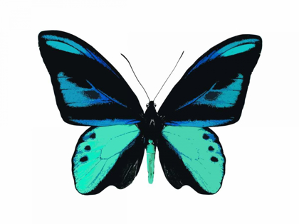 Picture of VIBRANT BUTTERFLY I