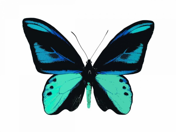 Picture of VIBRANT BUTTERFLY I