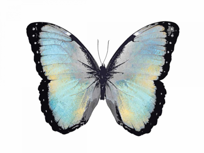 Picture of BLUE HUE BUTTERFLY