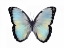 Picture of BLUE HUE BUTTERFLY