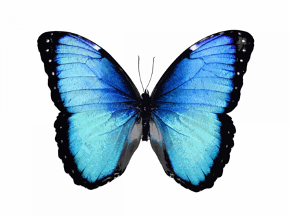 Picture of VIBRANT BUTTERFLY II