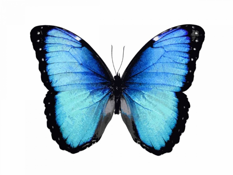 Picture of VIBRANT BUTTERFLY II