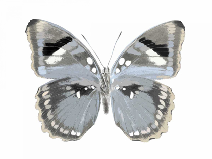 Picture of BUTTERFLY IN GREY I