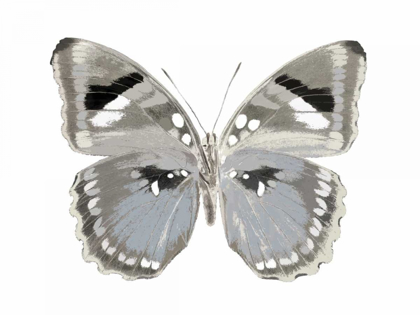 Picture of BUTTERFLY IN GREY II