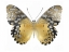 Picture of GOLDEN BUTTERFLY I