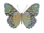 Picture of BUTTERFLY IN AMETHYST II