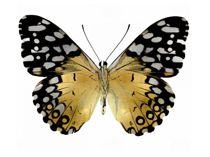 Picture of GOLDEN BUTTERFLY IV