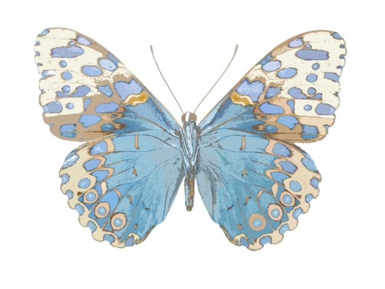 Picture of BUTERFLY WITH INDIGO