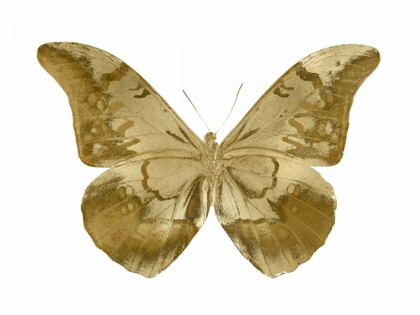 Picture of GOLDEN BUTTERFLY III