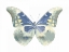 Picture of BUTTERFLY IN AQUA II