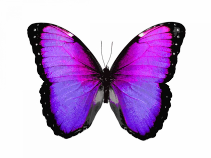 Picture of VIBRANT BUTTERFLY IV