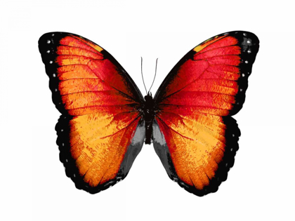 Picture of VIBRANT BUTTERFLY VI
