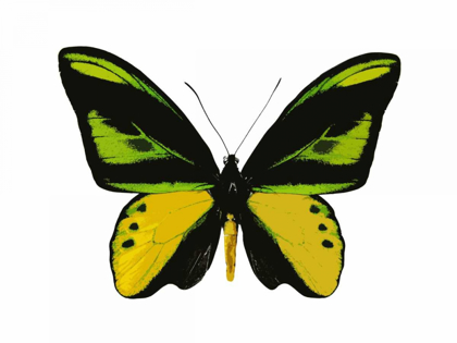 Picture of VIBRANT BUTTERFLY VII