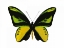 Picture of VIBRANT BUTTERFLY VII