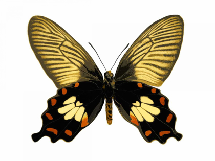 Picture of BUTTERFLY WITH ORANGE