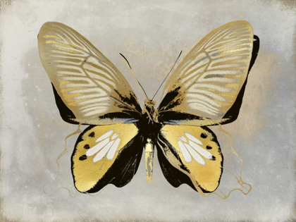 Picture of BUTTERFLY STUDY I