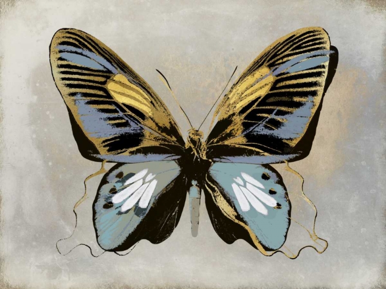Picture of BUTTERFLY STUDY II