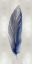 Picture of BLUE FEATHER ON SILVER II