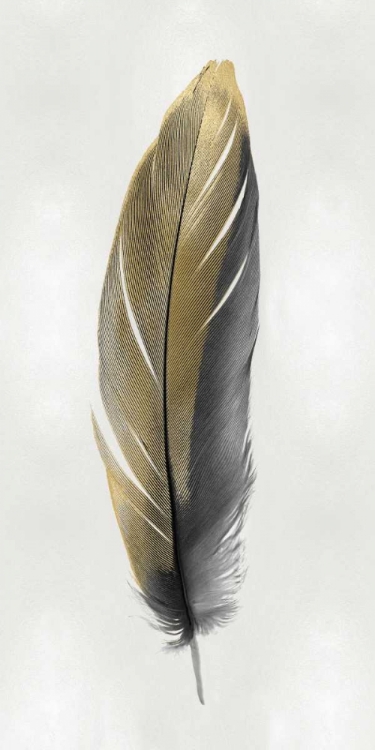 Picture of GOLD FEATHER ON SILVER II