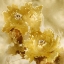Picture of FLOWER BLOOM ON GOLD I