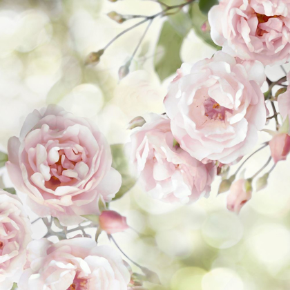 Picture of PINK ROSE GARDEN I
