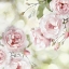 Picture of PINK ROSE GARDEN I