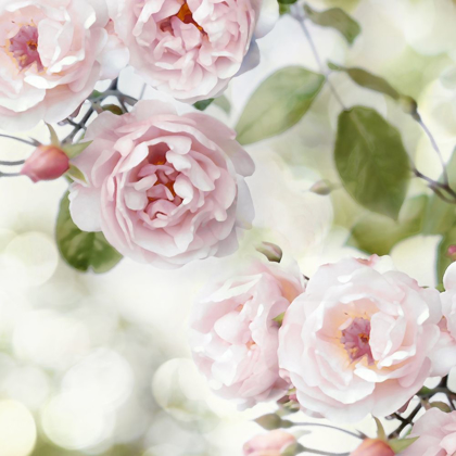 Picture of PINK ROSE GARDEN II